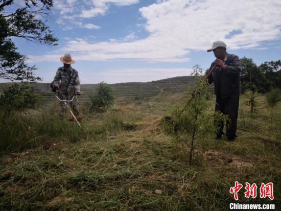 图为定西市安定区的福州林内,护林员在管护树木。(资料图) 杜萍 摄