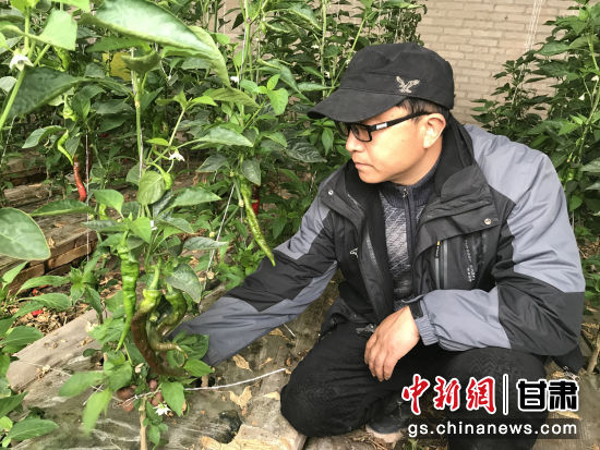 甘肃敦煌市莫高镇苏家堡村村民在自家的蔬菜大棚中检查节水滴灌设施,滴灌不仅能够节约水,还能精准施肥,提升农作物质量。(资料图)