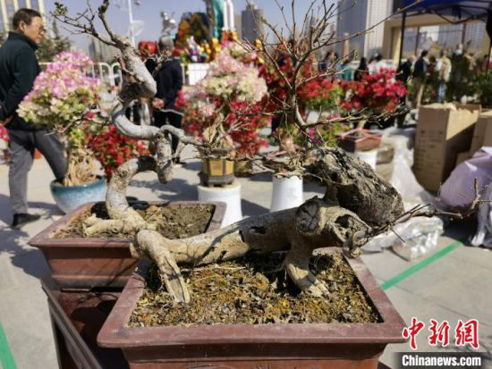图为花博会现场出售的盆景。 刘玉桃 摄