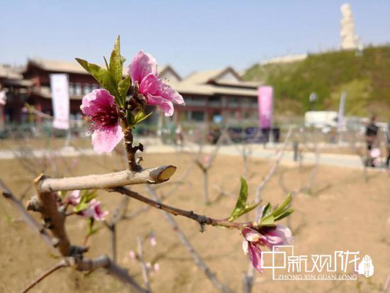 图为盛开的桃花。(资料图) 刘薛梅 摄