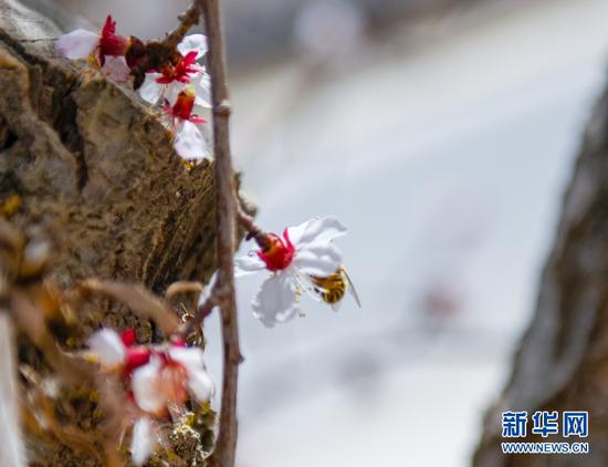 杏花盛开惹蜂来