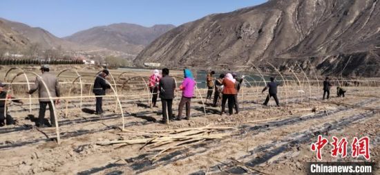 图为甘肃省定西市渭源县峡城乡秋池湾村公益性岗位人员在搭建金丝黄菊生产大棚。
