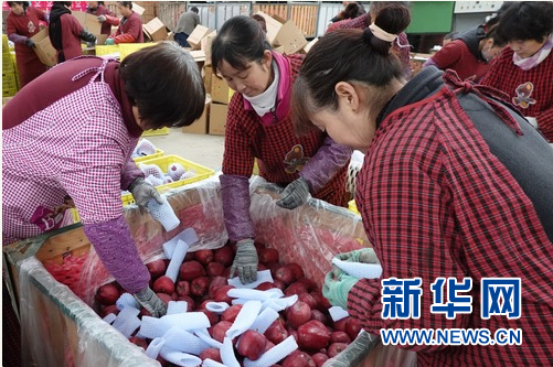 在甘肃省天水市麦积区花牛镇新民苹果种植专业合作社,工作人员将花牛苹果装箱,准备外销