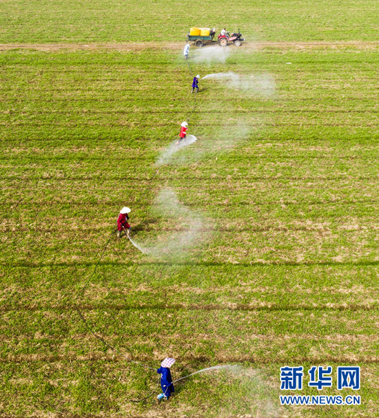 1月30日,安徽省庐江县白湖镇省级现代农业示范区的田间,农民在进行小麦施肥、病虫害防治作业。