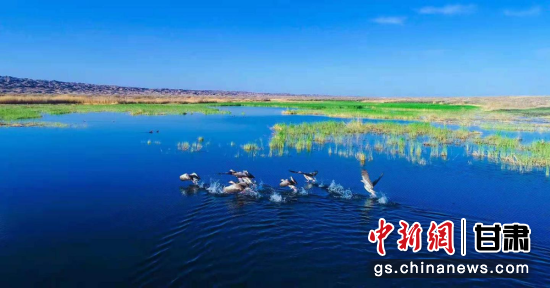 图为候鸟在国家级公益林瓜州县老师兔管护站栖息。(资料图)王俊 摄