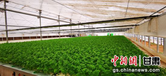 图为兰州新区现代农业示范园双膜大棚内生长的水培叶菜。(资料图)