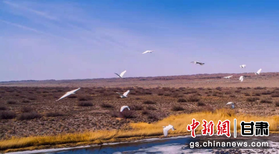 瓜州县唐墩湖省级自然保护区东巴兔管护站水域内飞翔的候鸟。王俊 摄