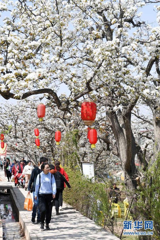 4月5日,游客在皋兰县什川镇古梨园赏花。新华社记者 范培珅 摄