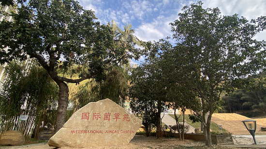 福建农林大学的国际菌草苑,目前菌草技术已经传播到了106个国家和地区。澎湃新闻记者 王选辉 实习生李楠 图