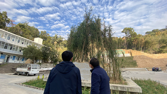 福建农林大学校园内,多处栽培着数米高的巨菌草。