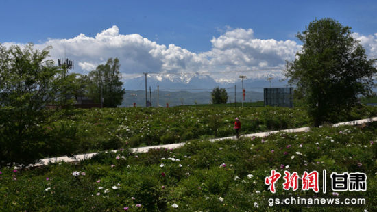 图为牡丹盛开在乡村道路两旁,并与远处太子山遥相呼应。