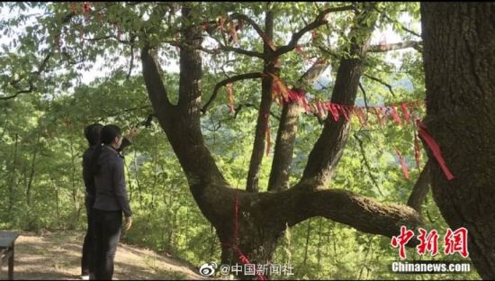 图为青年男女在树下许愿、系红丝带。