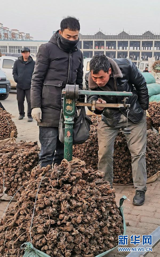 1月15日,药农和客商在甘肃省定西市岷县的中国当归城对当归过秤。新华社记者 郎兵兵 摄