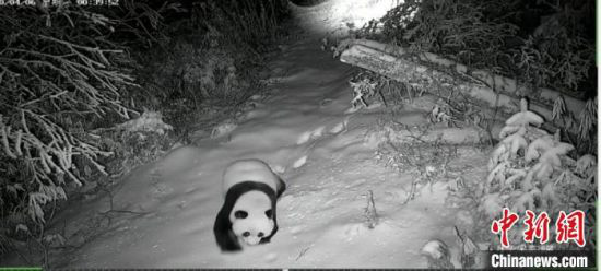图为甘肃白水江国家级自然保护区监测到的大熊猫在雪地行走的影像。(资料图) 甘肃白水江国家级自然保护区管理局供图