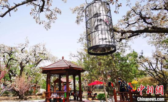 图为什川梨花盛开引客游玩赏花。(资料图) 魏建军 摄