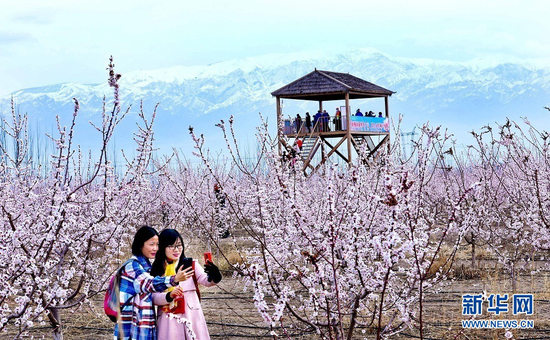 4月3日,游客在祁连山下的金满园杏园种植基地里拍照留念。新华网发(王将 摄)