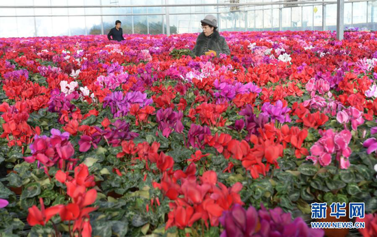 12月21日,顾客在临夏县一农业园区的花卉大棚内选购花卉。新华社发(史有东 摄)