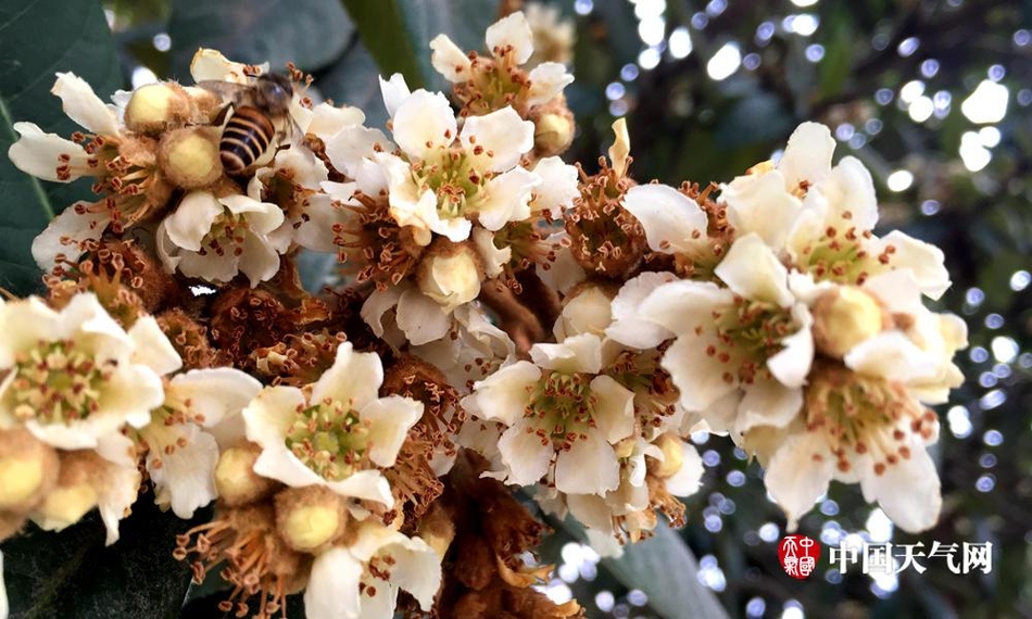 梧州藤县:寒风里枇杷花开正艳 蜜蜂忙采蜜