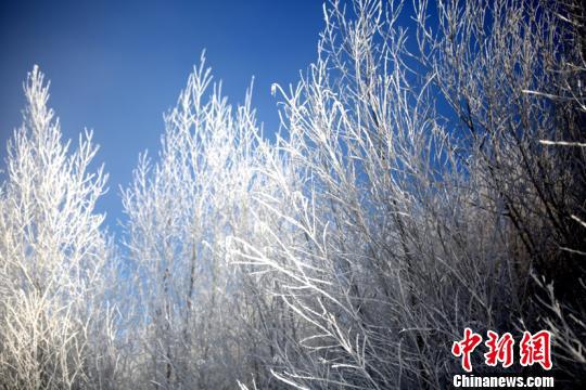 “中国最冷小镇”的雾凇美景。(冯宏伟 摄)