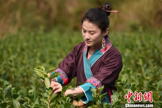 一名“茶娘”在采摘早春茶。 龚普康 摄