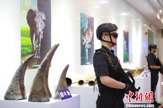 南宁海关展示查获的象牙等濒危物种及其制品。南宁海关供图