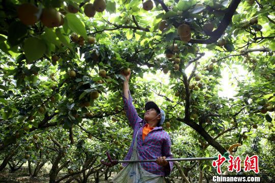 果农在梨园里采摘青花梨。 朱柳融 摄