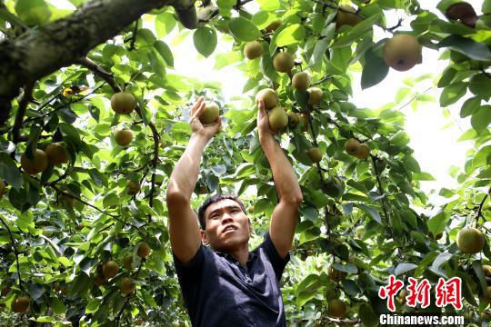 果实压满枝头,果农伸手采摘。 朱柳融 摄