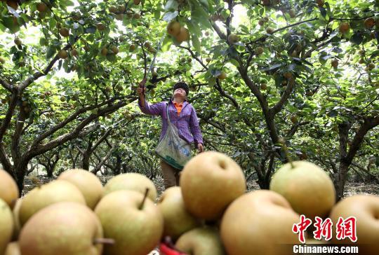 果农借助摘果器采摘青花梨。 朱柳融 摄