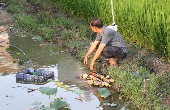惊讶!贵港一农户竟种出9节长的莲藕 比人还高