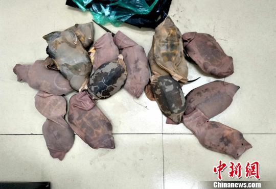 图为查获的平胸龟。 白植贴 摄
