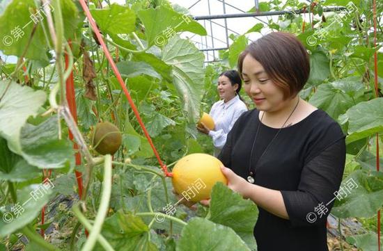 哈密瓜怎么种植成功 fTqs-hhvciiw1655986.jpg