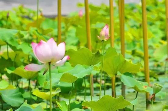 荷花IMG_9587.JPG
