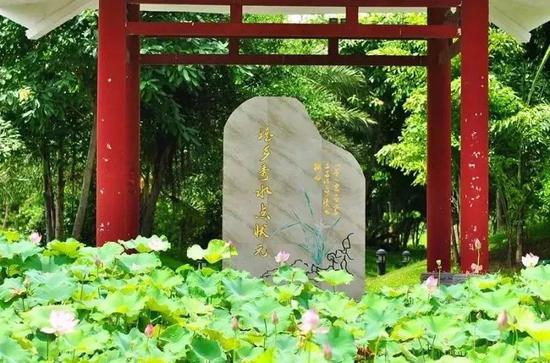 荷花IMG_9589.JPG