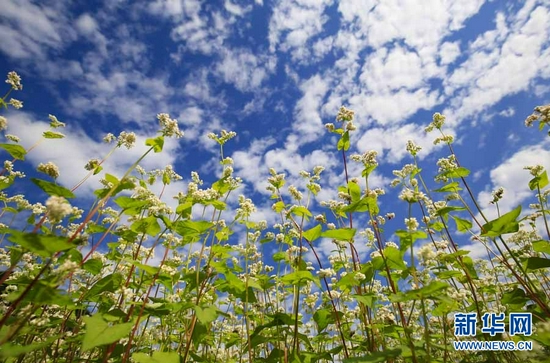  Romantic in winter! Buckwheat Blossoms in Mulao Mountain Township, Guangxi (Picture)