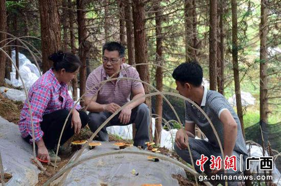 图为临桂区林下种植业。杨浩 摄
