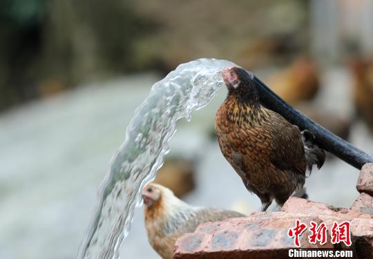 喝着山泉水长大的土鸡。 韦鼎标 摄