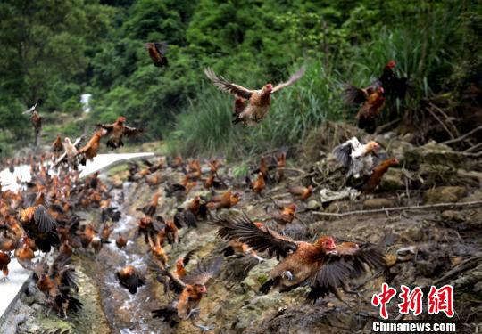 图为5月17日拍摄的合作社养殖场会飞的土鸡。 韦鼎标 摄