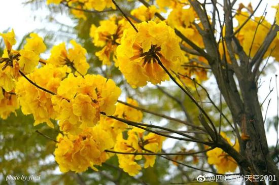 ▲黄花风铃木