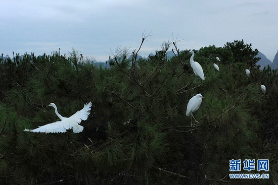  Guilin: picturesque landscape, graceful egrets