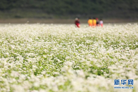 游客在柳州市柳城县古砦仫佬族乡独山水库库区的荞麦花丛中游玩;