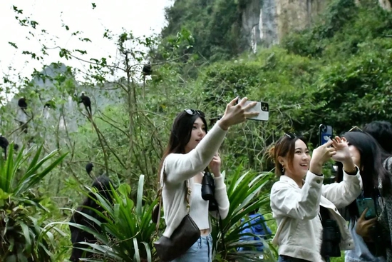 网络达人与白头叶猴拍照。本报记者 梁文君 摄