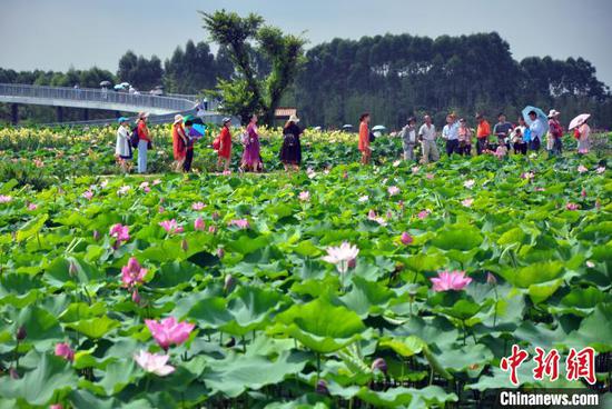 6月29日,“荷美覃塘”第七届荷花节开园。图为游客赏荷。 黄艳梅 摄