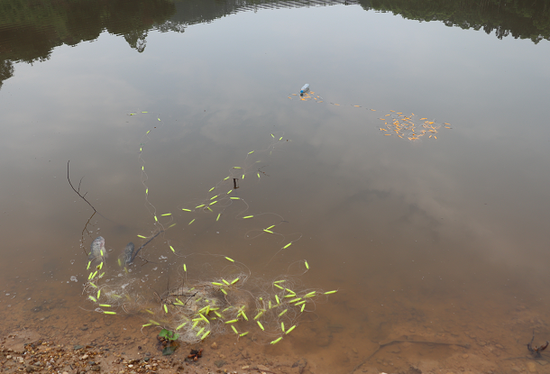 梦境解析，为何梦到河边鱼游，轻易捉鱼寓意深远？