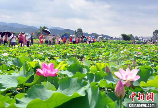 图为游客赏荷。 黄艳梅 摄