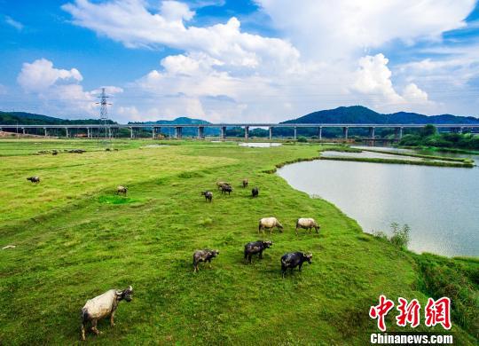 图为梧州环城高速发坡思良江特大桥。梧州环城高速项目方供图