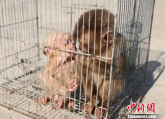 图为获救的两只豚尾猴幼崽。普洱市森林公安局供图