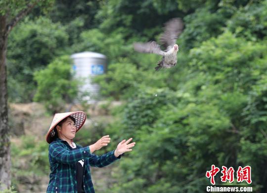 图为5月17日,杨柳青和她养殖的“飞鸡”。 韦鼎标 摄