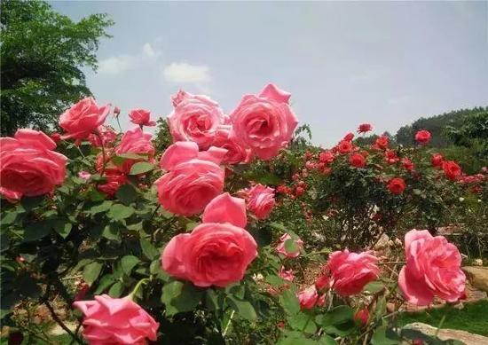 这是广西最大的玫瑰花园!快来畅游美丽花雨湖_新浪广西_新浪网