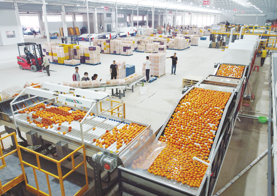 广西“小砂糖橘们”火出圈的背后产业故事——南宁市大力打造全国知名“果篮子”