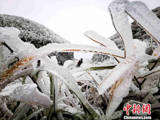 环江难得一见的雾凇景观。 高东风 摄